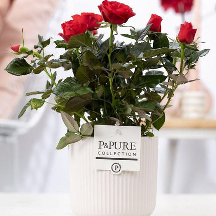 Rosa Red - Rode Roos in Witte Keramiek - Premium Kamerplant - Ø12cm