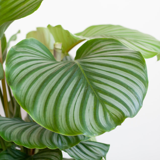 Calathea Orbifolia - 65cm - Ø21cm - Viber Wit