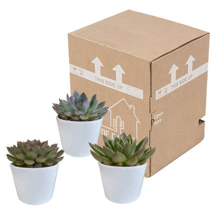 Echeveria mix 10.5 cm - 3x - in witte pot