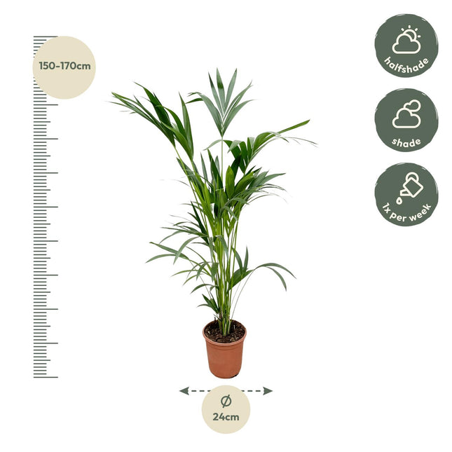Kentia Palm - 160cm - Ø24cm (zonder sierpot)