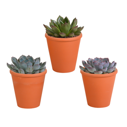 Echeveria mix 8.5 cm - 3x - in terracotta pot