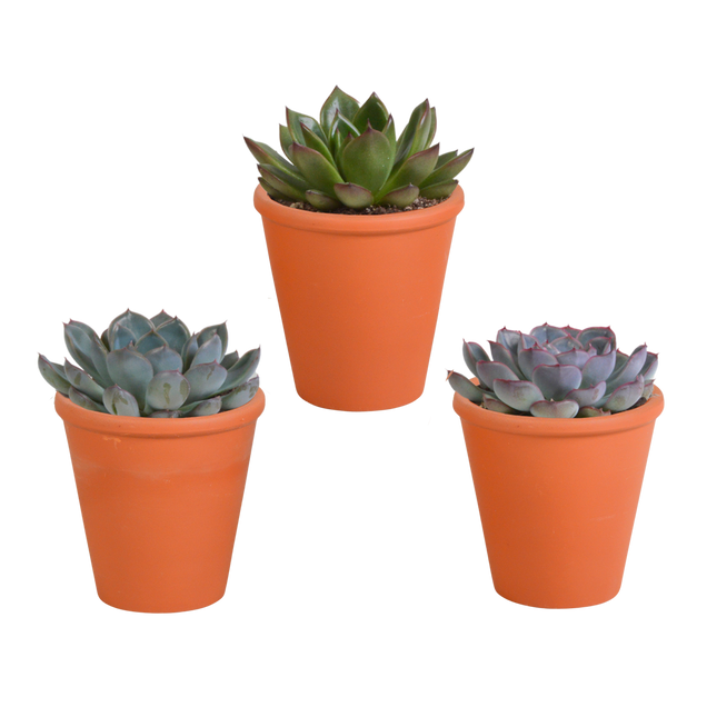Echeveria mix 8.5 cm - 3x - in terracotta pot