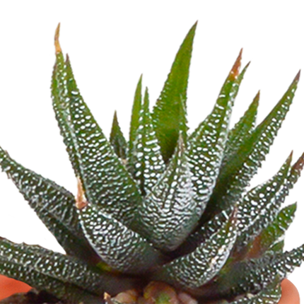 Cactus en vetplanten mix 5.5 cm | 15 stuks - zonder pot