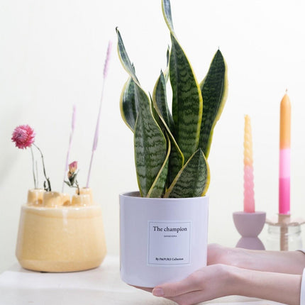 Sansevieria (Vrouwentong) Gift "The Champion" met Wenskaart - Ø12cm - ↕30cm