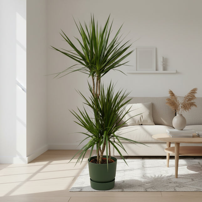 Dracaena Marginata - ↨120cm - Ø21cm