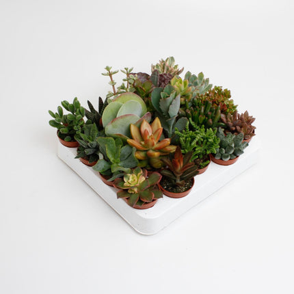 Succulenten Mix - 20 stuks - Ø5,5cm - ↕10cm
