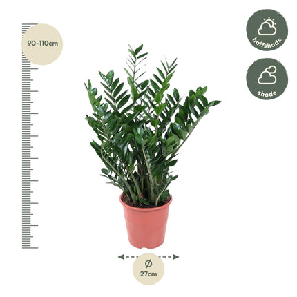 Zamioculcas Zamiifolia - 100 cm - ø24