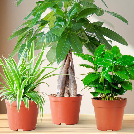 Diervriendelijke Plantenbox - klein - zonder sierpot - Ø12