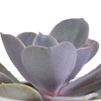 Cactus en vetplanten mix 5.5 cm | 15 stuks - in witte pot