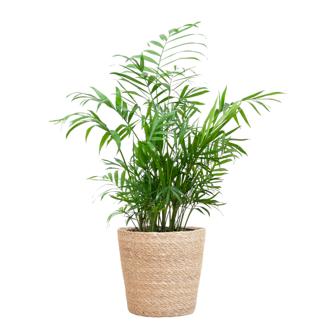 Chamadorea Elegans met Sofia mand naturel - 55cm - Ø17