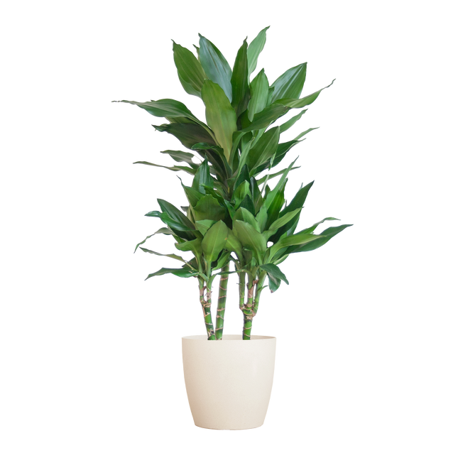 Dracaena Janet Lind - Dracaena fragrans - Ø21cm - ↕95cm - Inclusief Elho Vibes Fold Round Wit Ø22cm