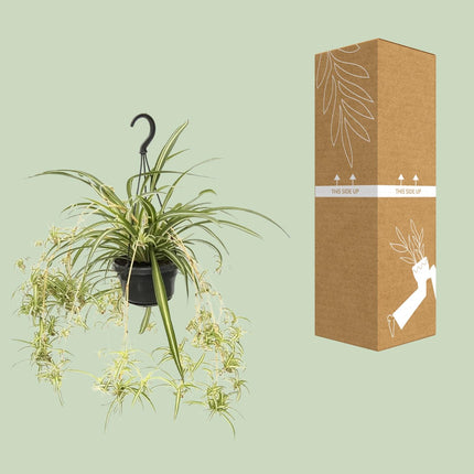 Graslelie 'Variegatum' - Chlorophytum - Grote Kamerplant - Ø14cm - ↕55cm (zonder sierpot)