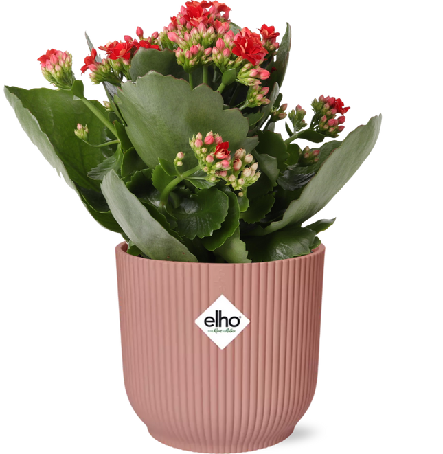 Kalanchoe Rosalina Don Justino Rood  + ELHO Vibes Fold 14cm roze