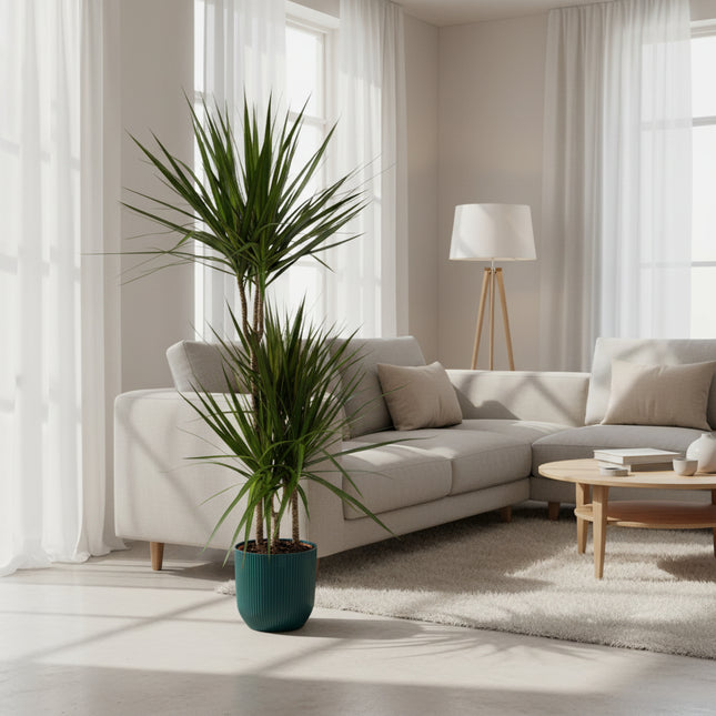 Dracaena Marginata - ↨120cm - Ø21cm inclusief elho Vibes Fold Round