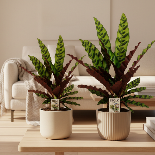 Calathea Lancifolia Insignis