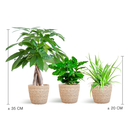 Diervriendelijke Plantenbox - klein - met Mand Sofia naturel - Ø12