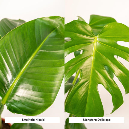 Strelitzia Nicolai Ø19cm ↕85cm + Monstera Deliciosa Ø21cm ↕75cm + Mand Selin