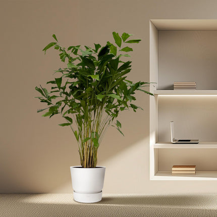 Caryota Mitis - 250 cm - Ø32cm
