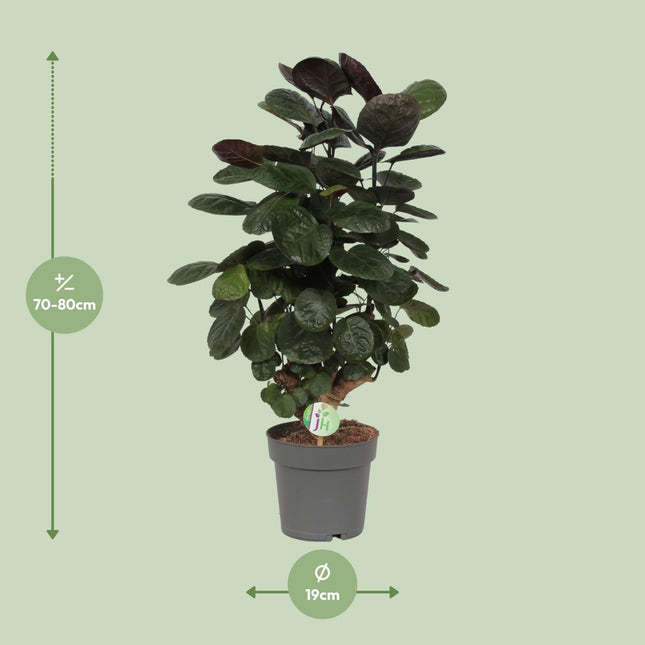 Polyscias Scutellaria Fabian Ø19cm ↕60cm – Aralia Kamerplant (zonder sierpot)