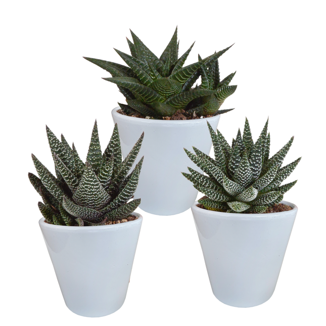 Gasteria/Haworthia mix 8,5cm - 3x - in witte pot