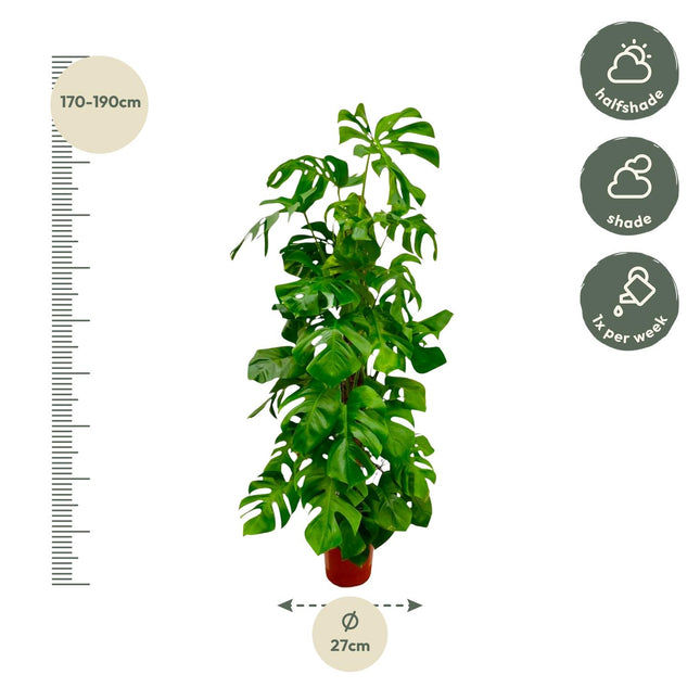Monstera Deliciosa XXL (zonder sierpot) - Gatenplant - Ø27cm - ↕180cm - Grote kamerplant