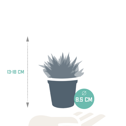 Gasteria/Haworthia mix 8,5cm - 3x - zonder pot