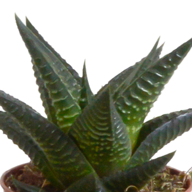 Gasteria/Haworthia Mix - 5,5 cm - 5 stuks - Terracotta Pot
