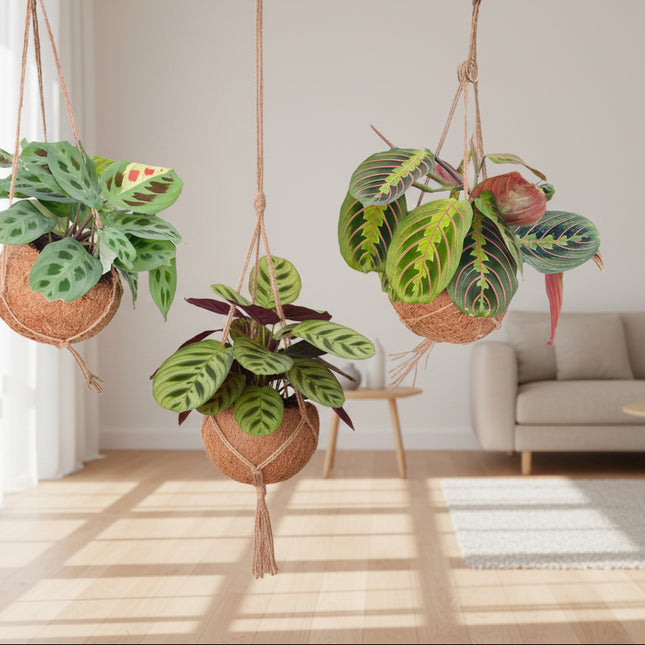Kokodama Maranta Mix