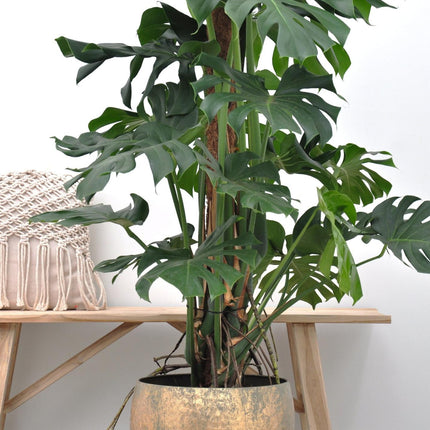 Monstera Deliciosa XXL - 150cm - ⌀27