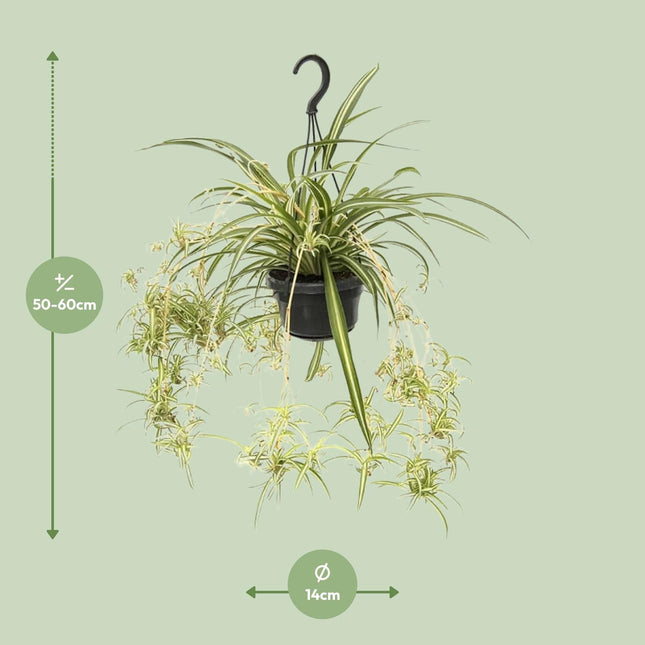 Graslelie 'Variegatum' - Chlorophytum - Grote Kamerplant - Ø14cm - ↕55cm (zonder sierpot)