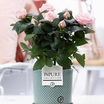 Mini-Roos Lichtroze - Rosa sp. in P&Pure Lauren Ceramics Pot - Ø12cm - ↕30cm
