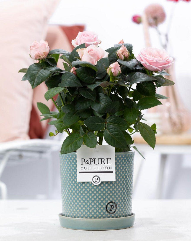 Mini-Roos Lichtroze - Rosa sp. in P&Pure Lauren Ceramics Pot - Ø12cm - ↕30cm