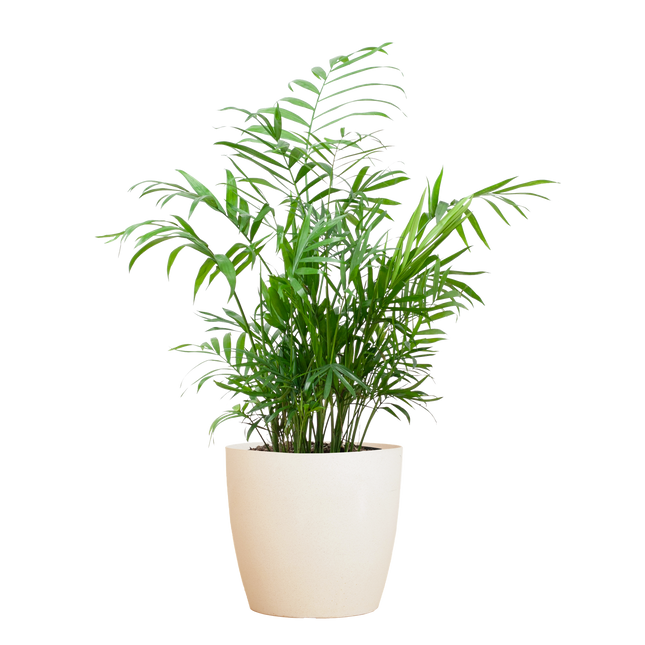 Chamadorea Elegans met Viber wit - 55cm - Ø17