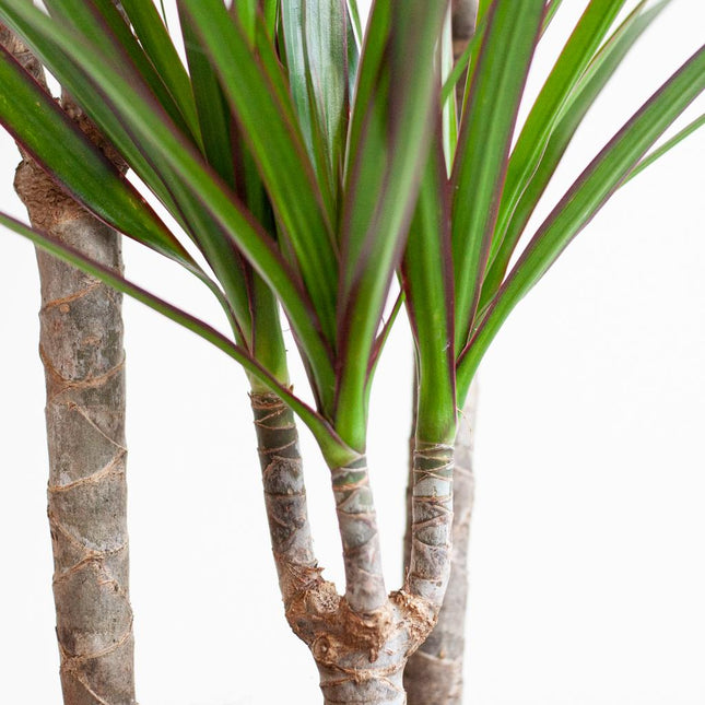Dracaena Marginata in Viber pot grijs - Drakenbloedboom - Ø21cm - ↕95cm - Grote kamerplant