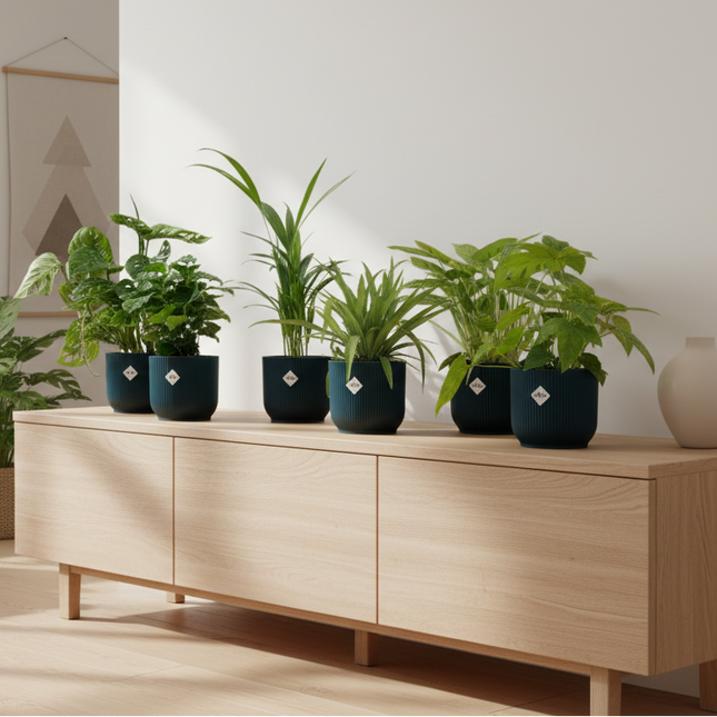 6 planten inclusief elho Vibes Fold Round Ø14 blauw