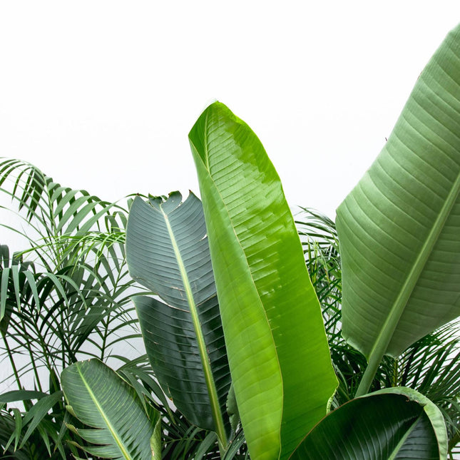 Voordeelpakket XXL - Kentia 200cm + Strelitzia 225cm + Areca 200cm (zonder sierpot)