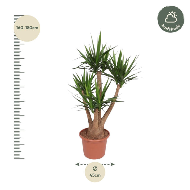Yucca Elephantipes vertakt Ø45 ↕170cm (zonder sierpot)