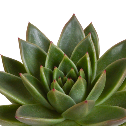 Echeveria mix 10.5 cm - 3x - in witte pot