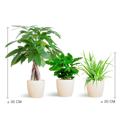 Diervriendelijke Plantenbox - klein - met sierpot Viber Wit - Ø12