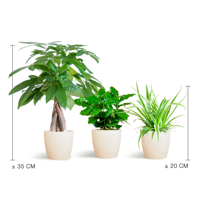 Diervriendelijke Plantenbox - Klein (met sierpot)