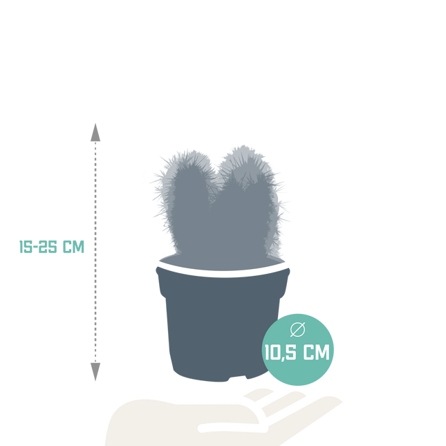 Cereus mix 10,5cm - 3x - zonder pot