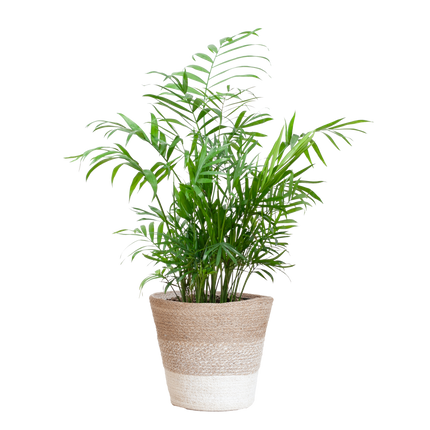 Chamadorea Elegans met Mand Lissabon wit - 55cm - Ø17