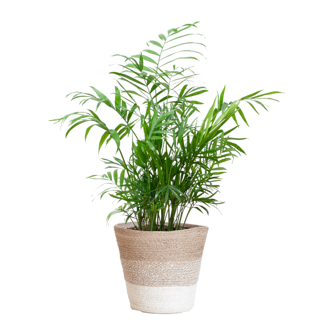 Chamadorea Elegans met Mand Lissabon wit - 55cm - Ø17