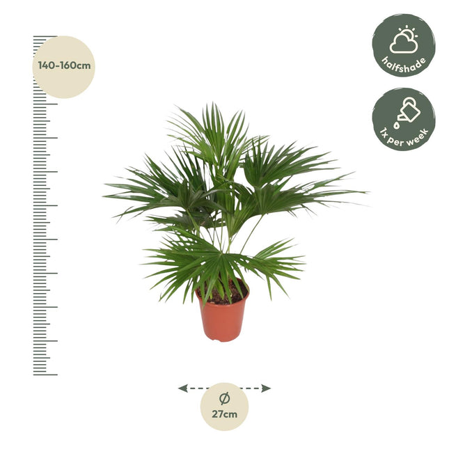 Livistona Chinensis Ø24cm ↕150cm – Chinese Waaierpalm Grote Huisdiervriendelijke Kamerplant (zonder sierpot)