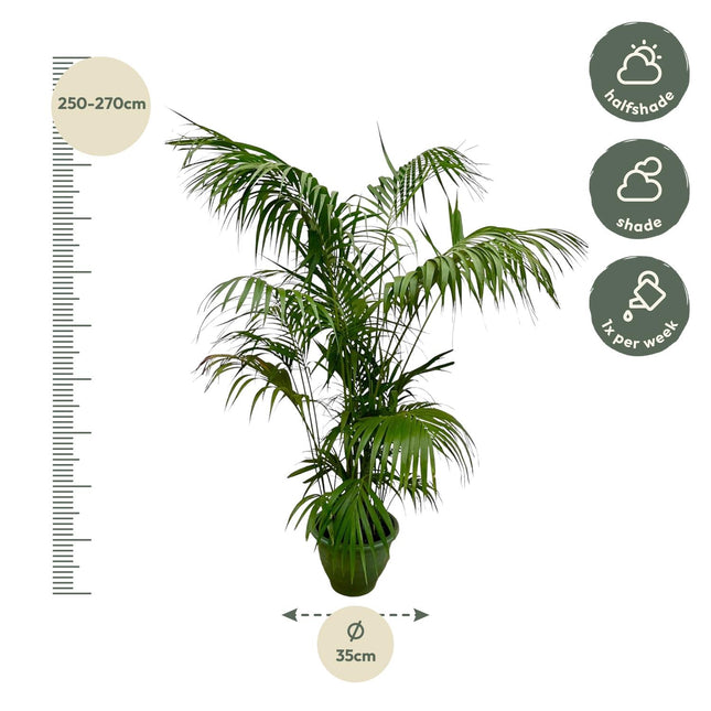 Kentia Palm XXL (zonder sierpot) - Howea Forsteriana - Ø35cm - ↕260cm - Grote kamerplant