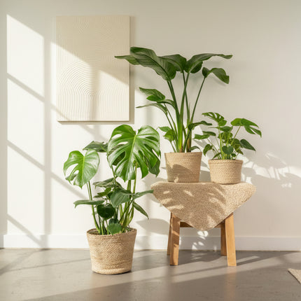 Monstera Deliciosa & Strelitzia Nicolai