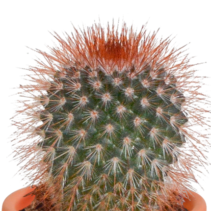 Cactus en vetplanten mix 5.5 cm | 15 stuks - zonder pot