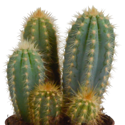 Cereus mix 10,5cm - 3x - in terracotta pot
