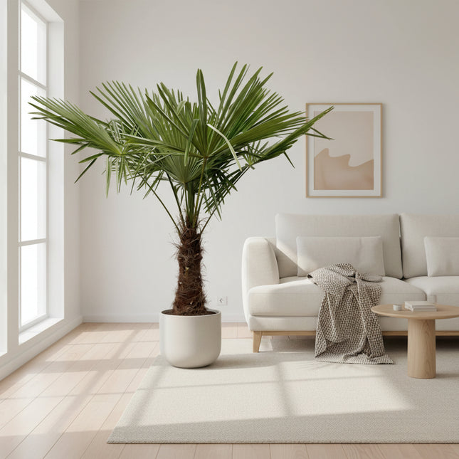 Trachycarpus fortunei (Chinese waaierpalm) 220-240 cm