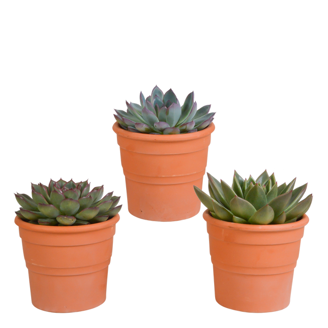 Echeveria mix 10.5 cm - 3x - in terracotta pot